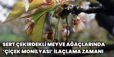Sert çekirdekli meyve ağaçlarında ‘çiçek monilyası’ ilaçlama zamanı