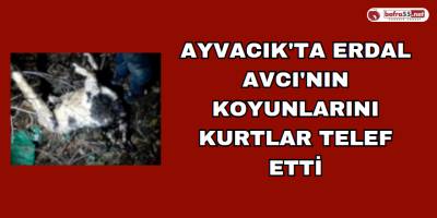 Ayvacık'ta Erdal Avcı'nın koyunlarını kurtlar telef etti