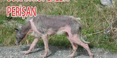 BAFRA'DA SOKAK KÖPEKLERİ TEHLİKE SAÇIYOR