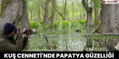Kuş Cenneti'nde Papatya Güzelliği