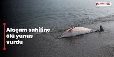 Alaçam sahiline ölü yunus vurdu