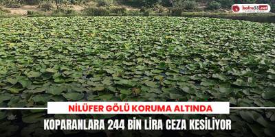 Nilüfer Gölü koruma altında, koparanlara 244 bin lira ceza kesiliyor