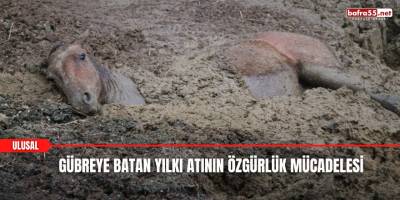 Gübreye Batan Yılkı Atının Özgürlük Mücadelesi