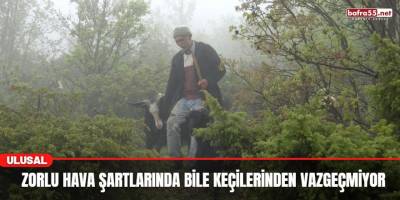 Zorlu Hava şartlarında Bile Keçilerinden Vazgeçmiyor