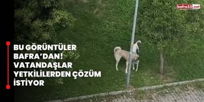 Bu Görüntüler Bafra’dan! Vatandaşlar Yetkililerden Çözüm İstiyor