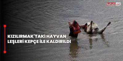Kızılırmak'taki Hayvan Leşleri Kepçe İle Kaldırıldı