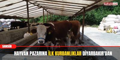 Hayvan pazarına ilk kurbanlıklar Diyarbakır'dan