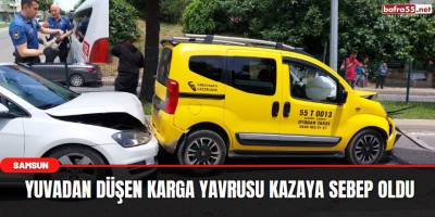 Yuvadan düşen karga yavrusu kazaya sebep oldu