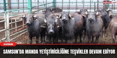 Samsun’da manda yetiştiriciliğine teşvikler devam ediyor