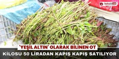 'Yeşil Altın' Olarak Bilinen Ot Kilosu 50 Liradan Kapış Kapış Satılıyor