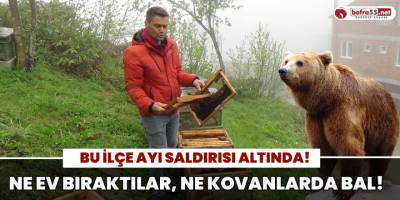 Bu İlçe Ayı Saldırısı Altında