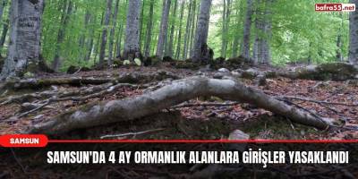 Samsun'da 4 ay ormanlık alanlara girişler yasaklandı