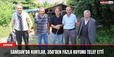Samsun'da Kurtlar, 350’den fazla koyunu telef etti