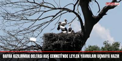 Bafra Kızılırmak Deltası Kuş Cenneti'nde Leylek Yavruları Uçmaya Hazır