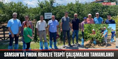 Samsun'da Fındık Rekolte Tespit Çalışmaları Tamamlandı
