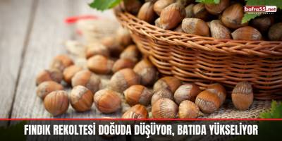 Fındık rekoltesi doğuda düşüyor, batıda yükseliyor