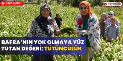 Bafra’nın Yok Olmaya Yüz Tutan Değeri; Tütüncülük