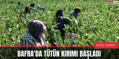 Bafra'da tütün kırımı başladı