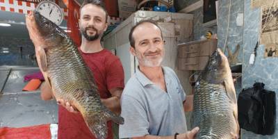 Olta mezgitleri tezgahlardaki yerini aldı