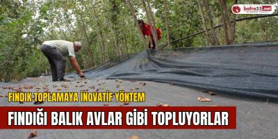 Fındığı Balık Avlar Gibi Topluyorlar