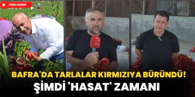 Bafra'da Tarlalar Kırmızıya Büründü! Şimdi Hasat Zamanı