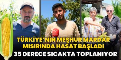 Türkiye’nin Meşhur Mardar Mısırında Hasat Başladı