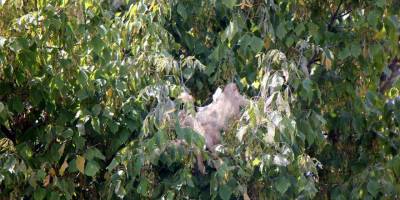 Samsun'da Amerikan beyaz kelebeği istilası