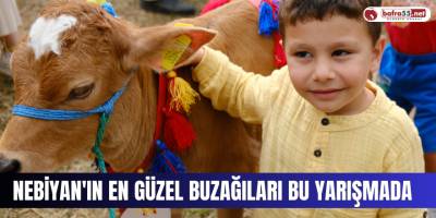 Nebiyan'ın En Güzel Buzağıları Bu Yarışmada