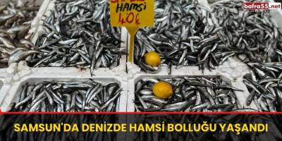 Samsun'da Denizde Hamsi Bolluğu yaşandı