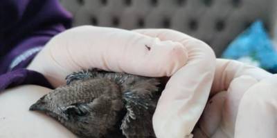 Yaralı ebabil kuşuna şefkat