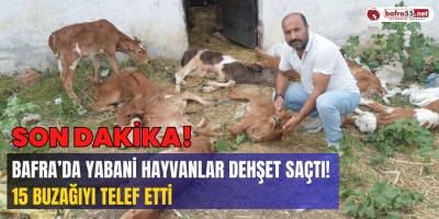 Bafra’da Vahşi Hayvan Saldırısı: 15 Buzağı Telef Oldu