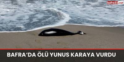 Bafra'da Ölü Yunus Karaya Vurdu