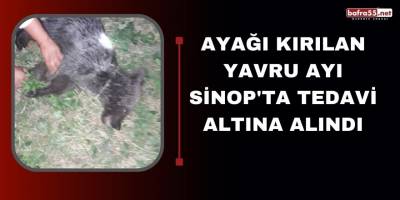 Ayağı Kırılan Yavru Ayı Sinop'ta Tedavi Altına Alındı