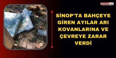 Sinop'ta Bahçeye giren ayılar arı kovanlarına ve çevreye zarar verdi