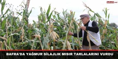 Bafra'da yağmur silajlık mısır tarlalarını vurdu