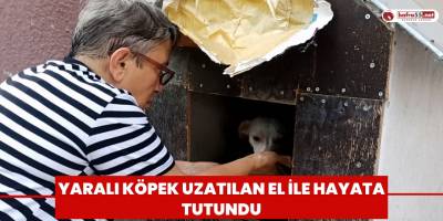 Yaralı köpek uzatılan el ile hayata tutundu