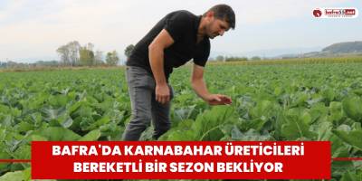 Bafra'da karnabahar üreticileri bereketli bir sezon bekliyor