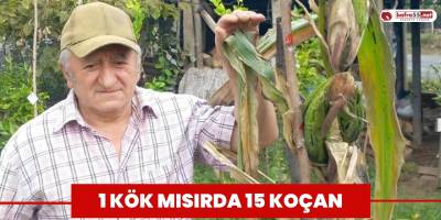 1 kök mısırda 15 koçan