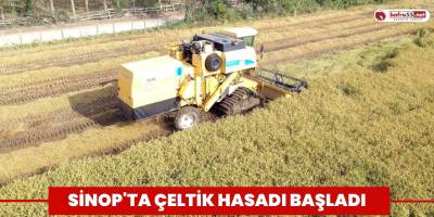 Sinop'ta çeltik hasadı başladı