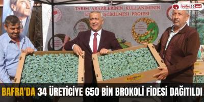 Bafra'da 34 üreticiye 650 bin brokoli fidesi dağıtıldı
