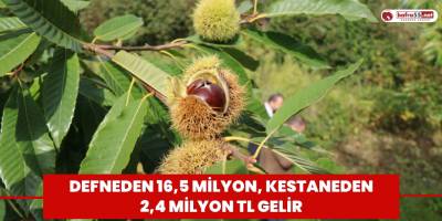 Defneden 16,5 milyon, kestaneden 2,4 milyon TL gelir
