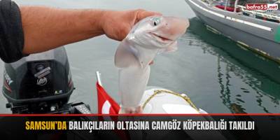 Samsun’da balıkçıların oltasına camgöz köpekbalığı takıldı
