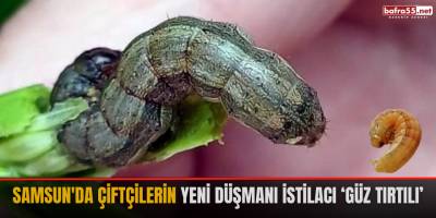Samsun'da çiftçilerin yeni düşmanı istilacı ‘güz tırtılı’