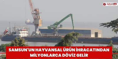 Samsun'un hayvansal ürün ihracatından milyonlarca döviz gelir