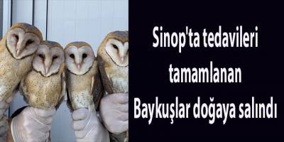 Sinop'ta tedavileri tamamlanan Baykuşlar doğaya salındı