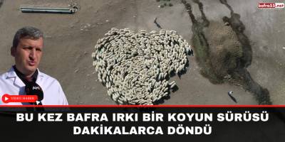 Bu kez Bafra ırkı koyunlar saatlerce döndü