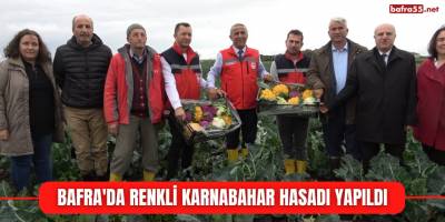 Bafra'da renkli karnabahar hasadı yapıldı