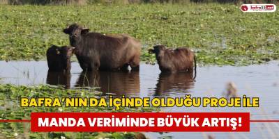Bafra'nın da İçinde Olduğu Projeİle Manda Verimi Arttı