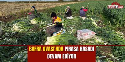 Bafra Ovası'nda pırasa hasadı devam ediyor