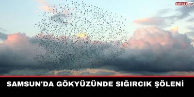 Samsun'da Gökyüzünde sığırcık şöleni